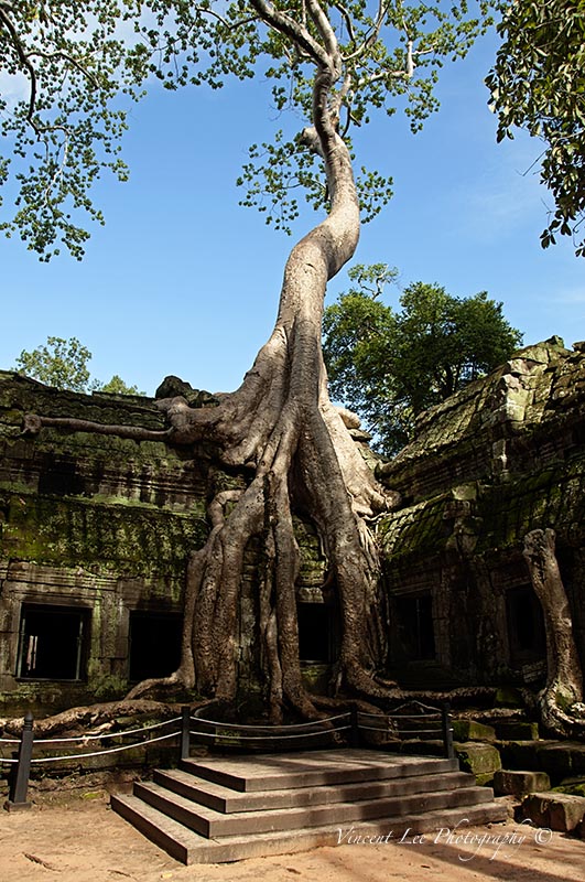 The famous tree at Ta Prohm